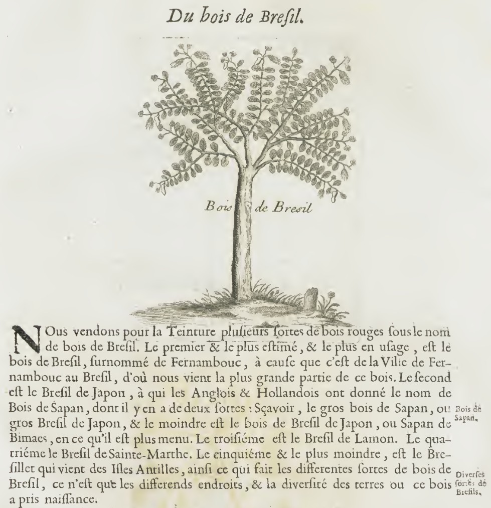 Illustration botanique et chapitre Bois de Bresil, Pomet 1694