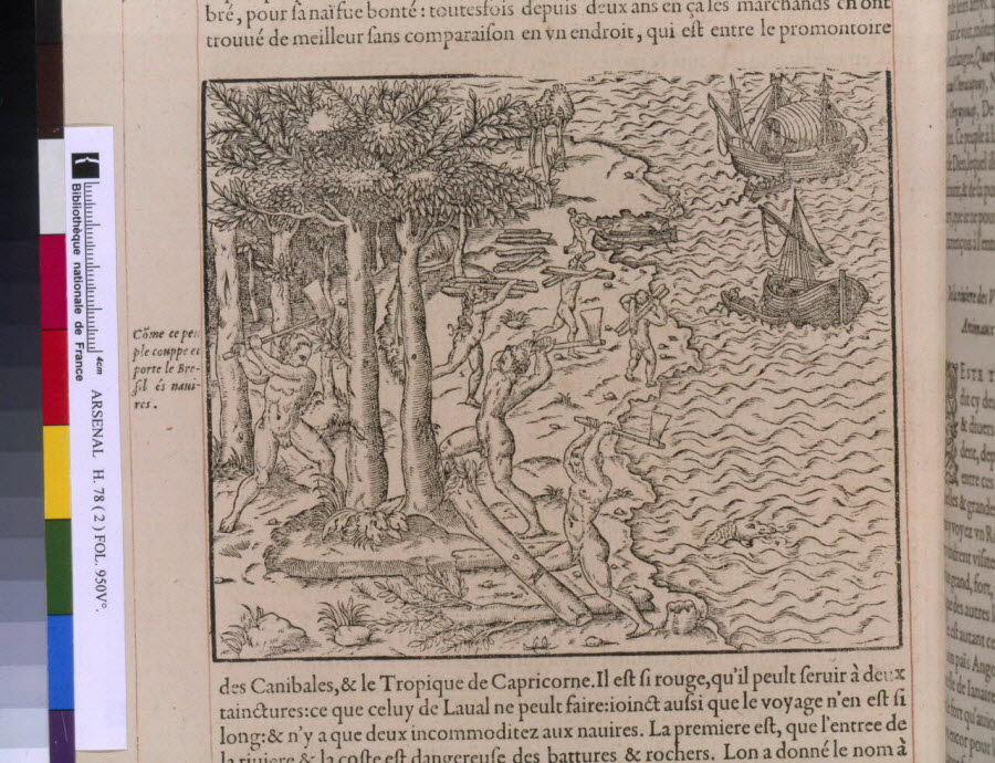 Thevet, Cosmographie universelle 1575 — coupe du Brésil