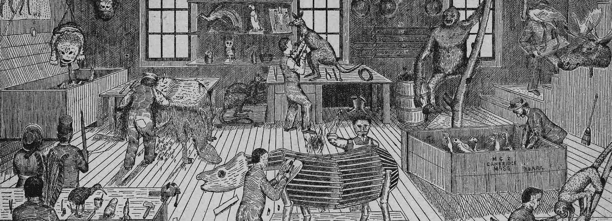 Ward's Natural Science Establishment, Rochester, fin XIXe